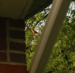 cardinal